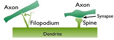 Population Dynamics and Long-Term Trajectory of Dendritic Spines